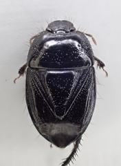 Pangaeus tuberculipes
