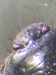 Pangaeus tuberculipes