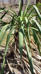 Yucca gloriosa tristis