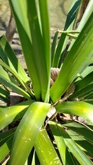 Yucca gloriosa tristis