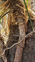 Yucca gloriosa tristis