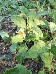 Solanum juvenale