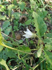 Solanum juvenale