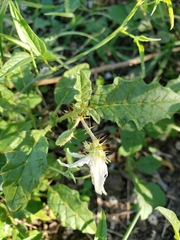 Solanum juvenale