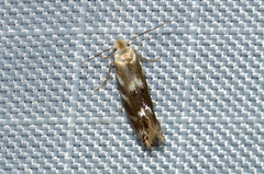 Bucculatrix canadensisella
