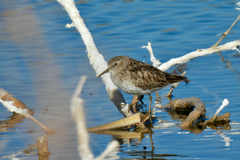 Calidris minutilla