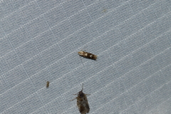 Bucculatrix canadensisella