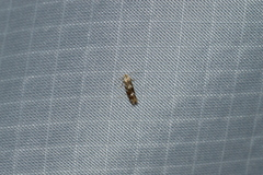 Bucculatrix canadensisella