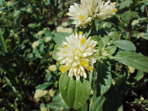 Image of Gomphrena martiana by (c) Matías Ponce, some rights reserved (CC BY)