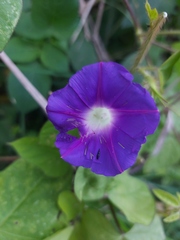Ipomoea
