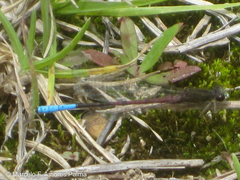 Oxyallagma dissidens