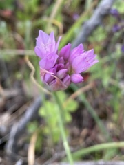 Allium serra