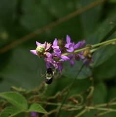 Bombus wilmattae