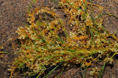 Image of Cuscuta harperi by (c) Brian Finzel, some rights reserved (CC BY-SA)