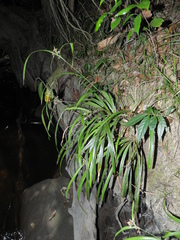 Hypolytrum schraderianum