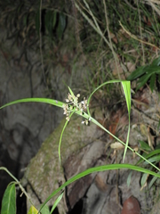 Hypolytrum schraderianum