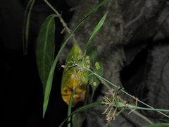 Hypolytrum schraderianum