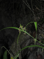 Hypolytrum schraderianum