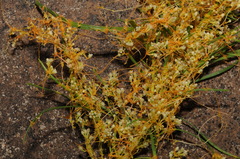 Cuscuta harperi