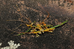 Cuscuta harperi