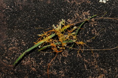 Cuscuta harperi