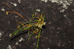 Cuscuta harperi
