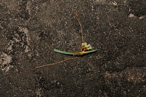 Image of Cuscuta harperi by (c) Brian Finzel, some rights reserved (CC BY-SA)