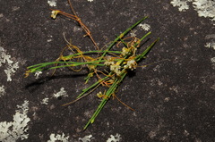 Cuscuta harperi