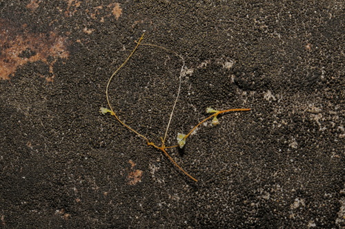 Image of Cuscuta harperi by (c) Brian Finzel, some rights reserved (CC BY-SA)