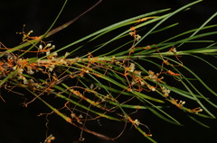 Cuscuta harperi