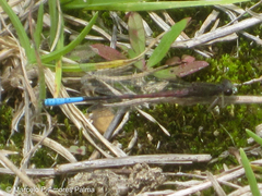 Oxyallagma dissidens