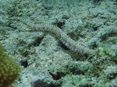 Corythoichthys schultzi