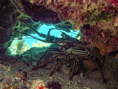 Panulirus longipes bispinosus