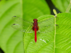 Erythrodiplax castanea