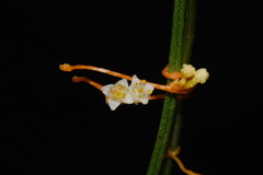 Cuscuta harperi