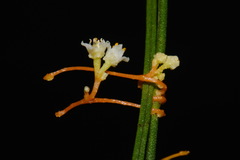 Cuscuta harperi