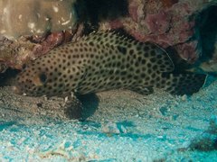 Epinephelus howlandi