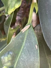 Mesophleps adustipennis