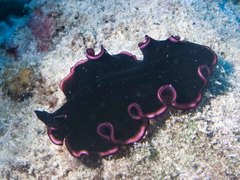 Pseudobiceros gloriosus