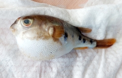 Tetractenos hamiltoni