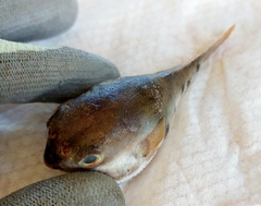 Tetractenos hamiltoni