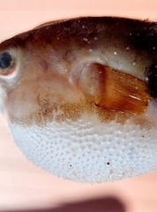 Tetractenos hamiltoni