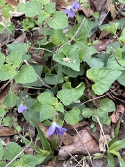Image of Viola palmata