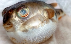 Tetractenos hamiltoni