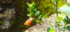 Nematanthus gregarius