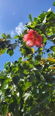 Thespesia grandiflora