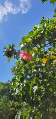 Thespesia grandiflora