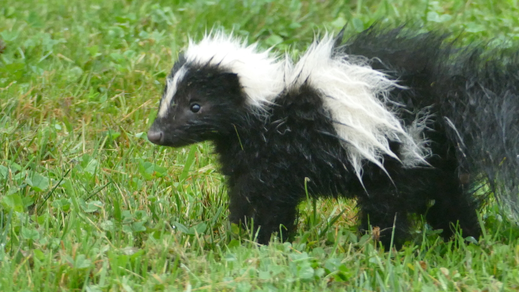 Striped Skunk from Valley Bend, WV, USA on July 17, 2019 by rbartgis