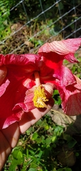 Thespesia grandiflora