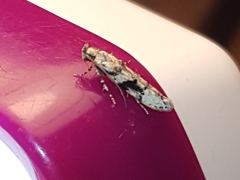 Coleotechnites atrupictella